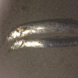 爆風の中なんとか2匹