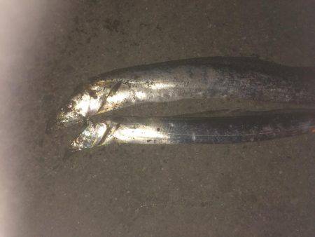 爆風の中なんとか2匹