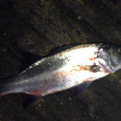 久々ヒラセイゴ！