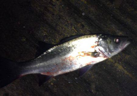 久々ヒラセイゴ！