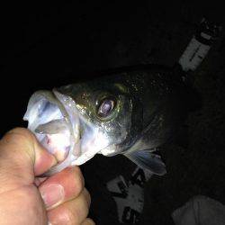 連夜のセイゴ遊び