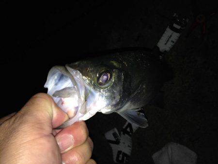 連夜のセイゴ遊び