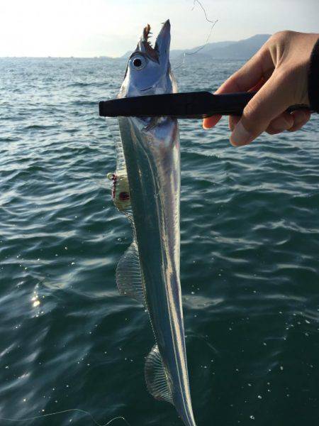 タチウオジギング&テンヤ