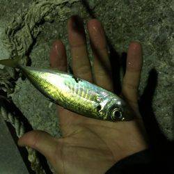 ナイトアジング♪