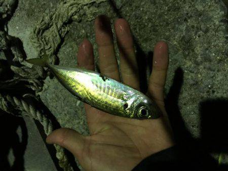 ナイトアジング♪