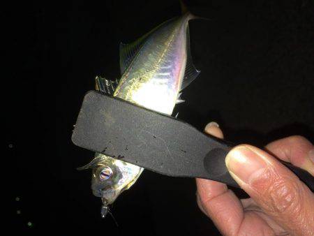 もう直ぐシーズン終了？