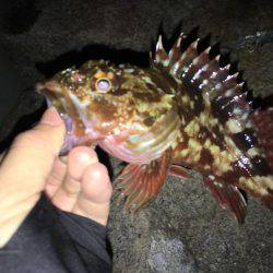 ワインドのちアジング