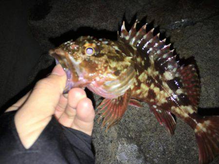 ワインドのちアジング