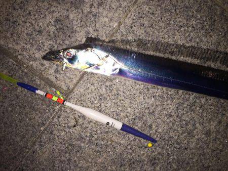 太刀魚まだ気配あり