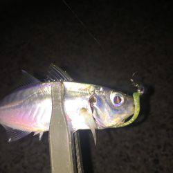 大阪市内でアジング