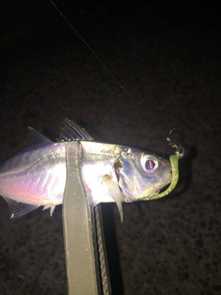 大阪市内でアジング