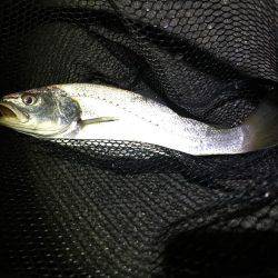 アジング中、イシモチが!!!