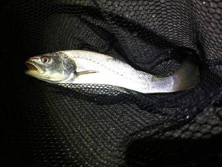 アジング中、イシモチが!!!