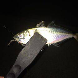 アジングはまだ終わらない！