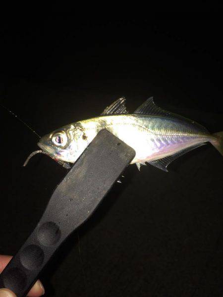 アジングはまだ終わらない！