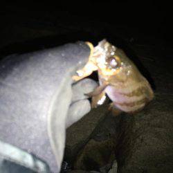 メバリングでシーバス！