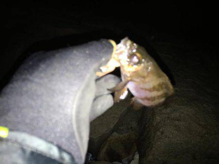 メバリングでシーバス！