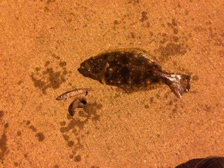 今期初メバリングでまさかのカレイ