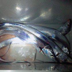 まだまだタチウオ!