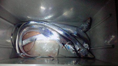 まだまだタチウオ！