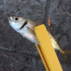 クリぼっちに負けず