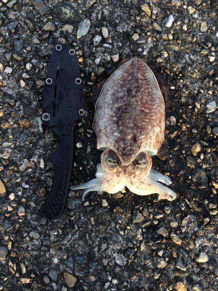 渋いけど探ればいるコウイカ