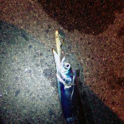 サビキでアジのちワインドでタチウオ