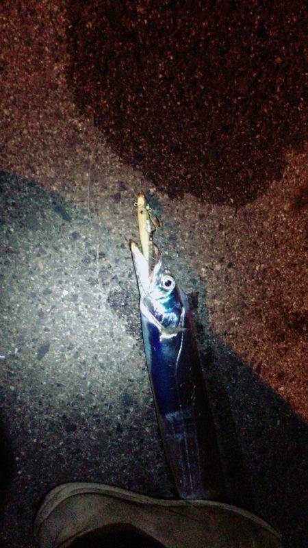 サビキでアジのちワインドでタチウオ