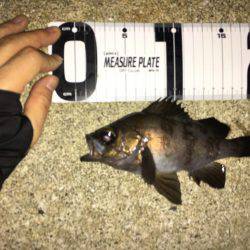 アジング→メバリング