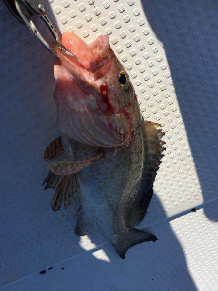 根魚ジギング♪最高♪