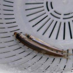 丹沢湖ボートではじめてのワカサギ釣り。