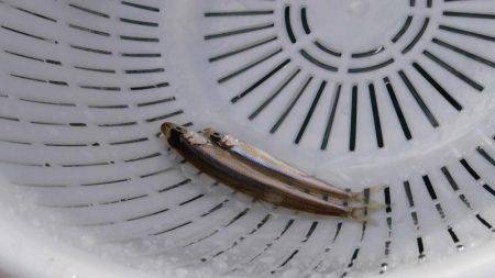 丹沢湖ボートではじめてのワカサギ釣り。