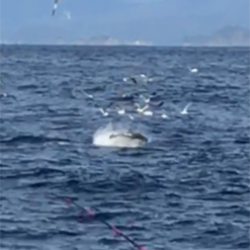 へいみつ丸 釣果