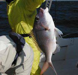 開進丸 釣果