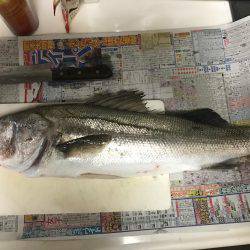 念願のシーバス