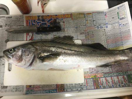 念願のシーバス