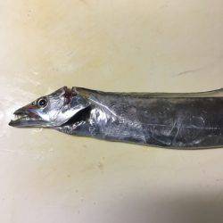 南芦屋浜タチウオ