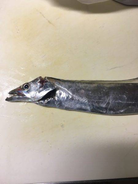 南芦屋浜タチウオ