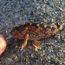 今日も爆釣(^^)/