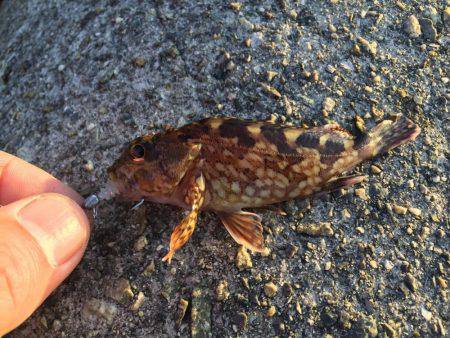 今日も爆釣(^^)/