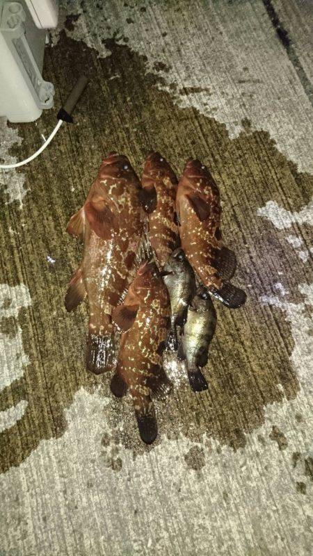 初めて釣りました