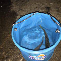 まだまだ釣れます！