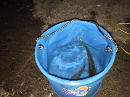 まだまだ釣れます！