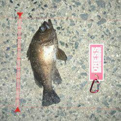 エギングからのメバリング