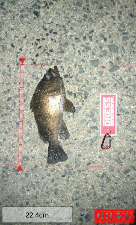 エギングからのメバリング