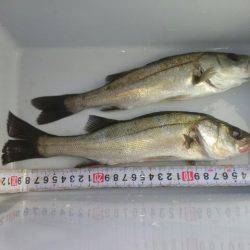 初めてフッコが釣れた