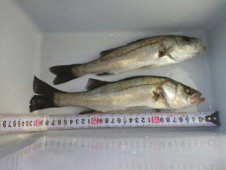 初めてフッコが釣れた