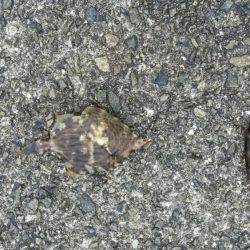 いろいろGET！！