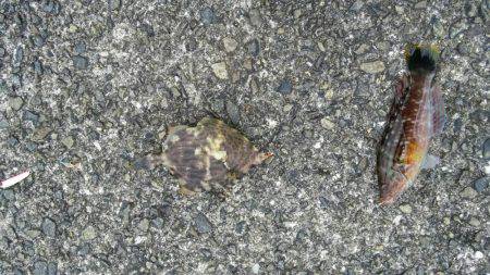 いろいろGET！！