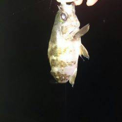 雨を覚悟の上でメバリング